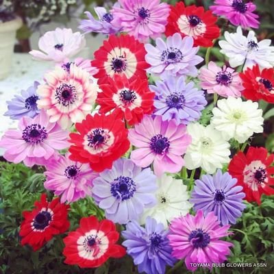 6ZAQe0IBDp0HMqx's profile picture. 05 
 #GIANTS
 #njpw