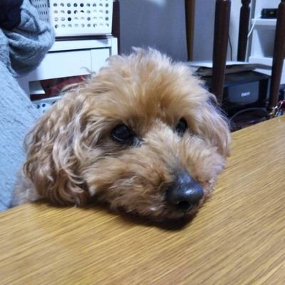 ワンちゃん、花、本などについて呟きます。
出口治明さん 人×本×旅が必要
考えるより現場に行った方が学べる。
大手銀行の支店長が奥さんと靖国神社に行き遊就館を見学。奥さんがボロボロと涙を流していた。
え? 太平戦争を讃えている資料館では?
植村眞久さんの家族への手紙は必ず読んでほしい。