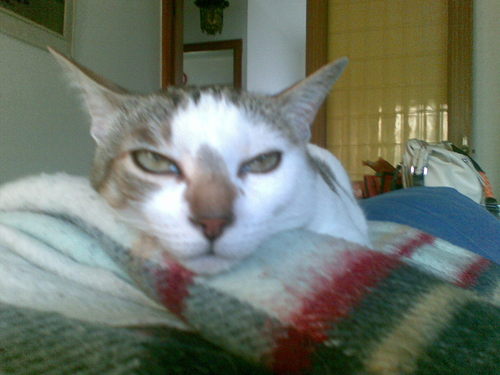 padreros's profile picture. Dona, amiga, amant, mare, bibliotecària i estressada