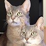 Twin Blue Abyssinians - forever together.
Sapphire 17/10/2002 - 22/8/2017
Zeppelin 17/10/2002 - 30/5/2022
 #CatsOfTwitter #SuperSeniorCatsClub  #TheAviators