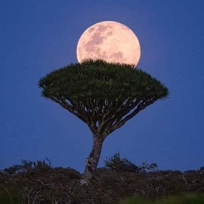 Mahamme50698221's profile picture. قراءه