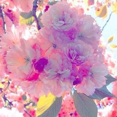 美しい風景写真と日々の出来事を綴っていきたいと思います。
時々「心の声」が溢れ出す事も有りますが お許し下さい。
サクラの花が大好きです🌸🌸🌸
申し訳ありませんがDMの返信は致しません🙇💦💦