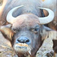 MumblingBuffalo (@dominatorixs) 's Twitter Profile