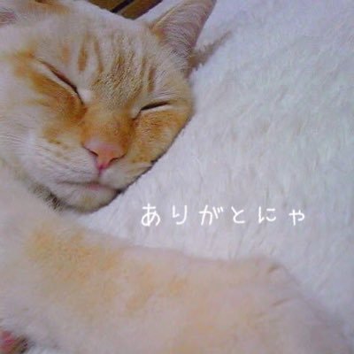 🌈長男シロ、🌈長女モモ、🐈次男ユズ(茶白トラ1才) 写真動画の転載はお断りします🐾 (ΦωΦ)ฅLINEスタンプ5種類発売中: https://t.co/SPyQsbXITf  #猫好きさんと繋がりたい