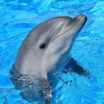 GT79A777's profile picture. BMWｓ1000RR欲しいｗ