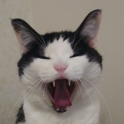 URR/ポンコツ母ちゃんですまねぇさんのプロフィール画像