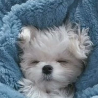 sPlsrtIDcLexNi5's profile picture. 