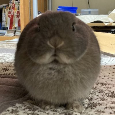 Spherical_Bunny's profile picture. The Rabbit is very spherical