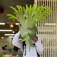 Daichi Abe (@newbebebe) 's Twitter Profile