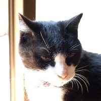 ねこ好きなMUSIC FAN (@djmomo12139272) 's Twitter Profile Photo