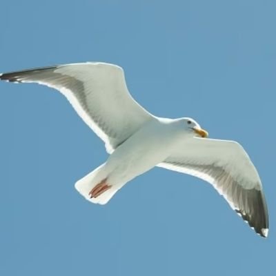 pavilionsalvo's profile picture. 