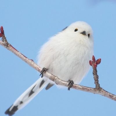 pojipiyo's profile picture. 