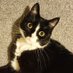 Hannah (@coconutcat19) Twitter profile photo Hannah (@coconutcat19) Twitter profile photo