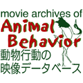 momo_pcom's profile picture. 動物行動学では、動物の興味深い行動を映像に記録することがあります。
このデータベースは、そのような映像を広く公開する手段を提供することで動物行動学の発展を目指します。