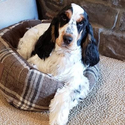 AZspaniel Profile Picture