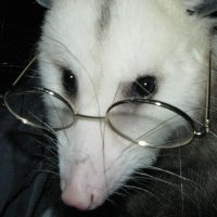 Ms. Opossum, masked aerosol bandit.(@anarchodelphis) 's Twitter Profile Photo