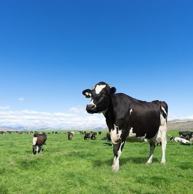 DibbleRaisa's profile picture. ATCK Fellows, ATCKid is an active global community of third culture children (TCK) adults and adolescents across geographic boundaries