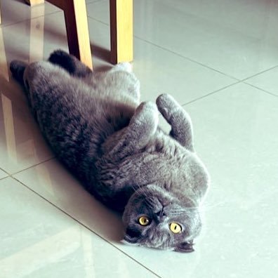 ScottishFold and BritishShortHair Mix born in Thailand who is a sweet pie and clumsy named Bobby😽 タイ生まれスコティッシュフォールドとブリティッシュシートヘアのハーフ。臆病者で甘えん坊マイペースなボビーさん 😺　