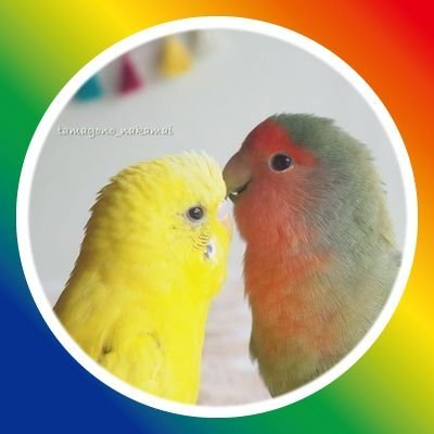 中の人は酒好き🍻飼い主🐣きみ(セキセイ🍋)10歳3ヶ月で🌈へ ぽぽ(ｵｶﾒ実家🤍)10歳 はる(コザクラ🍓)9歳  きなこ3歳(シロハラ🍊)どすこいごまあん小町茶々むすび丸と群れ(ｼﾞｬﾝﾎﾞｷﾝｶ) 海(ﾎﾞﾀﾝ元迷子保護鳥🐬) ﾍｯﾀﾞｰは@InkochanPさん✎𓈒𓂂𓏸