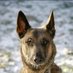Ryan (@caninebutler79) Twitter profile photo Ryan (@caninebutler79) Twitter profile photo