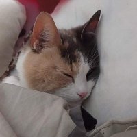 WeirdsQuestionableIdeas (@weirdsideas) 's Twitter Profile