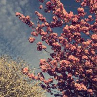 Dr. Maram Alwadi | مرام الوادعي (@maram_alwadie) 's Twitter Profile