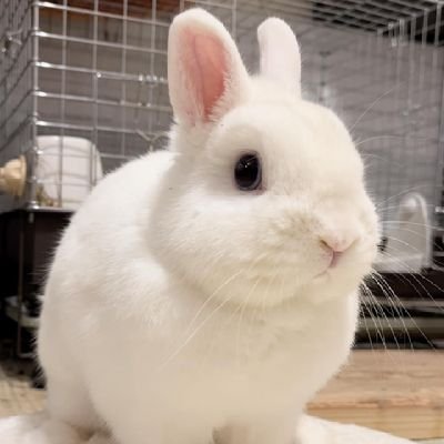 Welcome to our #rabbit lover page.. Here we are all #rabbit lovers and owners. This page is dedicated to all #rabbit lovers and owners..