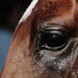 horse racing | thoroughbreds | jockeys