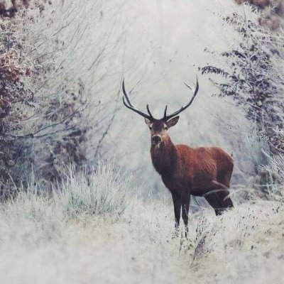 DimaSulaiman1's profile picture. .