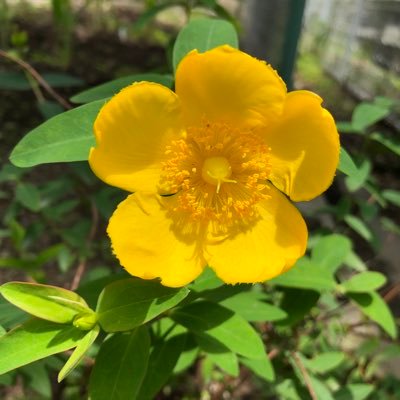ccRNtc5Qz7vQWQw's profile picture. 🍀兵庫県在住🍀大好きなものは、自然、子ども、人、園芸、手芸、お菓子作り、読書、さとうみつろうさん🍀#セカイムラ