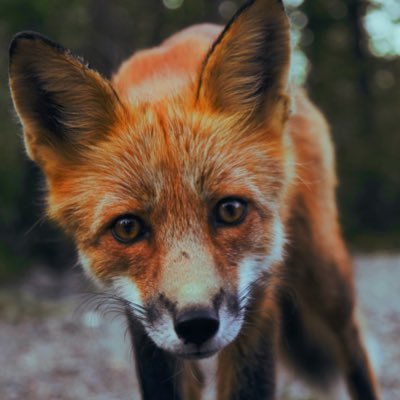 allfox04 Profile Picture