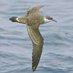 Cornwall Birding (@cornwallbrdnews) Twitter profile photo Cornwall Birding (@cornwallbrdnews) Twitter profile photo