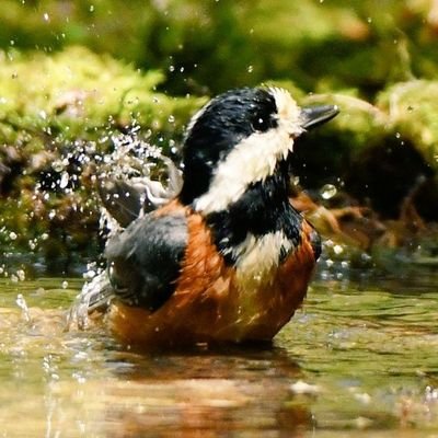 京都府亀岡市在住。田舎の暮らし、自然、動物、鳥、寺社仏閣巡りが好きです。キャンプ、釣り、映画、読書、ドライブ、スポーツ観戦等、多趣味。DMはご遠慮ください。