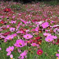 ひで爺(旧日野春亭耕雲荘) (@qn8qp1m2fofruin) 's Twitter Profile Photo