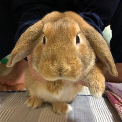 hirotoro0308's profile picture. いい大人ですがライブに行くのが趣味です！ 嵐、スピッツ、BUCK-TICK、timeleszも、、現在、娘からの布教でL界隈にハマりました💕THE RAMPAGE、MA55IVE、WOLF HOWL HARMONY他