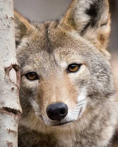 Felixcatt's profile picture. Stampin'up! Demonstrator