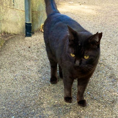 lrlrlr_888's profile picture. fav music:ELLEGARDEN theHIATUS.Cocco.Anne Marie.中村佳穂.Porter Robinson.Zolita.Wurts