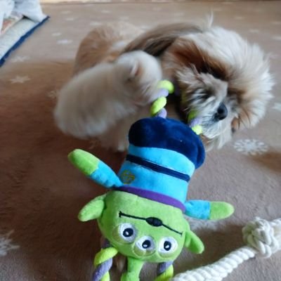 声優さん(鈴村健一さん/森久保祥太郎さん/etc...)、アニメ、漫画、ゲーム、ディズニー、ジブリ、動物好きの雑多垢｜成人済み｜おれパラ箱推し｜クラッパー｜うたプリは永遠のアイドル｜只今中華BL沼にドボン中→専用垢作成｜たまにお取引もします(お取引後のブロ解ご自由にどうぞ)｜よろしくお願いします!!