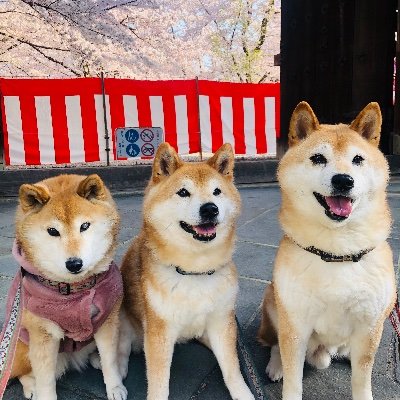 im_chiro's profile picture. わんこ、ハンドメイド、コスメ大好き❤虹の橋🌈チームは雑種のチロ、 姫とししまるとチロ蔵の父:賢蔵 、母:凛 、長女:姫 、長男:ししまる（2024年1月29日お空へ）。 現在2010年7月30日生まれの二男:チロ蔵（通称ちろたん）と暮らしています 。 犬は宝！！