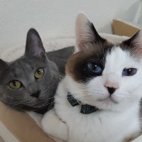 ぱるぷんて (@fostercatlouis) 's Twitter Profile