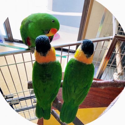 aoi@有佐美ひより応援隊長【公認】さんのプロフィール画像