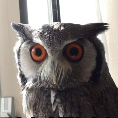 2021年7月にアフリカオオコノハズクをお迎えしました。
名前は侘助(当時生後2ヶ月)です。
twitter素人ですが、どうぞよろしくお願いします。
※youtubeもやってますので是非お立ち寄りください。
※無言フォローすいません。