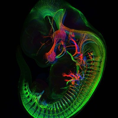 kilomycota's profile picture. Genetics and Genomics @UCDavis