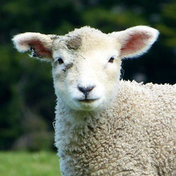 mikifukuz's profile picture. 