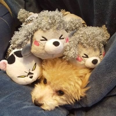 Nush526's profile picture. 犬、トイプー、動物、キャンプ、旅行、ゲーム、アニメ、マンガ‥など、徒然なるままにいいね、フォローさせてもらいます