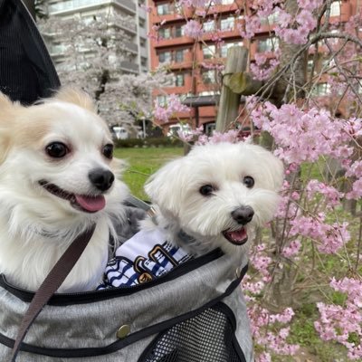 マルチーズ とチワワ飼ってます。 毎日暴れん坊です。たまに画像アップします。 2019.3.6ちくわ 犬見知りです。2019.3.22レオ 他のワンちゃん大好きです。 #多頭飼い #マルチーズ #チワワ