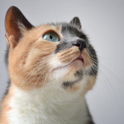 rashed_ifte's profile picture. 