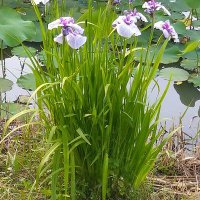 s.ｊ. (@s74481495) 's Twitter Profile Photo