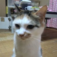 mana (@mana15884335) 's Twitter Profile