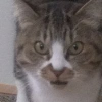 MuftyNav (@navmufty) 's Twitter Profile